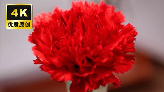 红色康乃馨花朵母亲节唯美花朵康乃馨