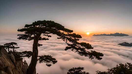 迎客松黄山