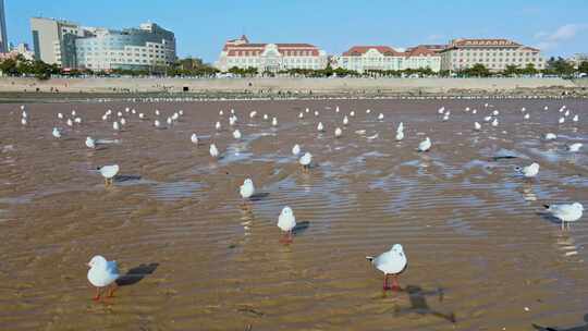 海岸线海边海鸥