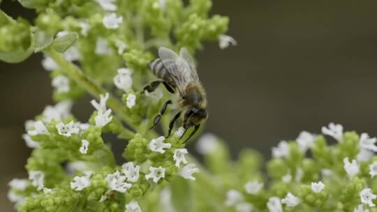 蜜蜂在金银花蜜蜂收集周围飞行的特写镜头