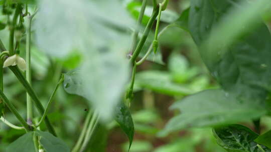 蔬菜辣椒生长