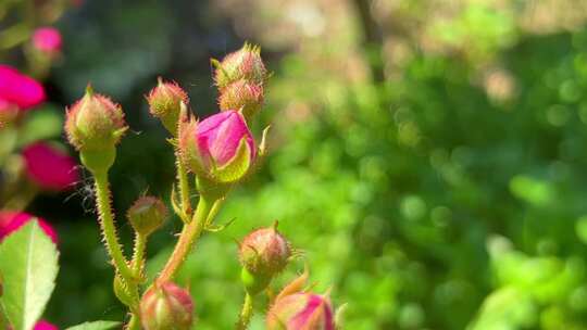 花视频素材