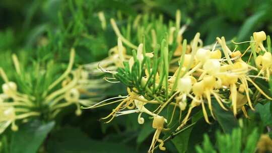 雨中的绿植金银花特写素材