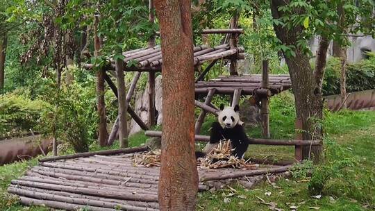 坐在木头上吃竹子的大熊猫