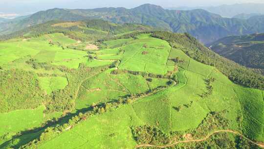 浙江金华东白山婺越高山茶园自然风光航拍