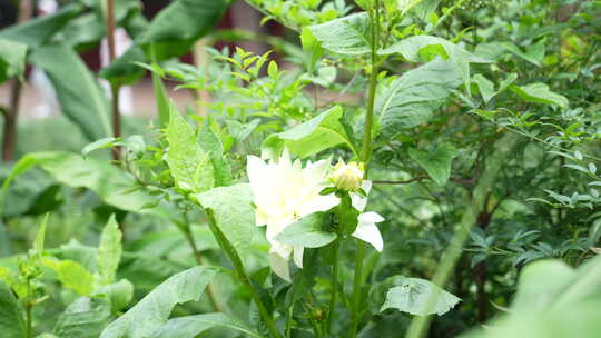 洋菊大丽花藏彩菊