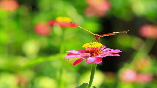 空境 蜜蜂 蝴蝶在花朵采蜜飞舞视频素材模板下载