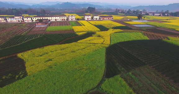 航拍四川春天的油菜花地