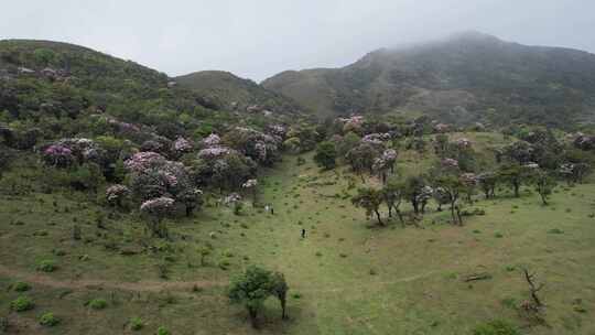 信宜八排顶高山杜鹃花航拍视频素材模板下载