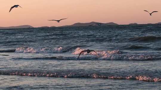 夕阳海面海浪海鸥视频素材模板下载