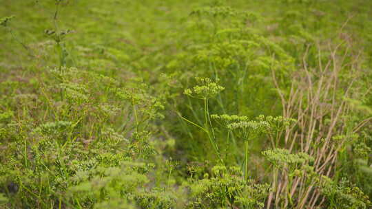 小茴香种植