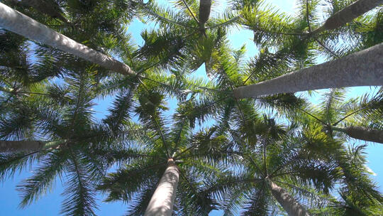 海岛椰树仰拍蓝天