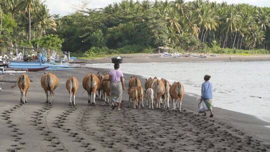 印度尼西亚妇女在海滩上放牛