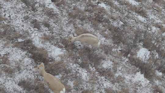 冬天雪地里来了野生黄羊