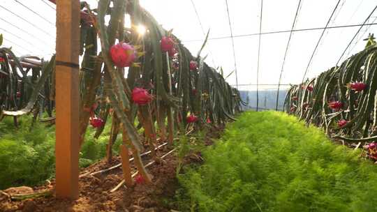 火龙果树 火龙果种植基地