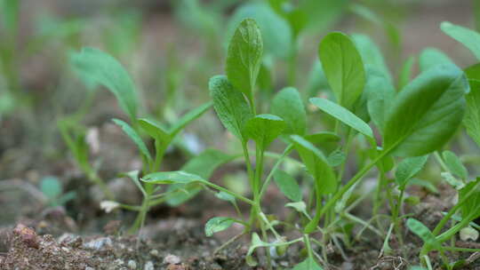 菜地里蔬菜种植实拍