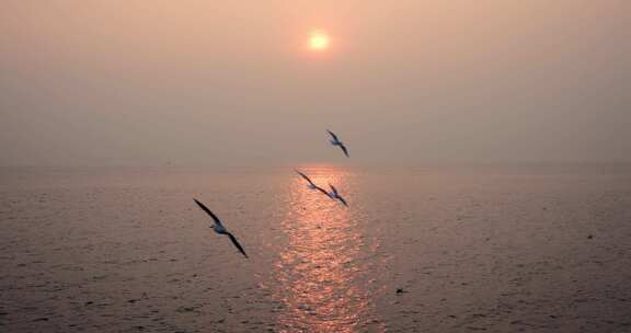 【合集】大海海面上飞翔的海鸥