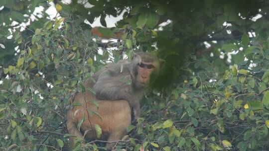 恒河猴或猕猴在树上的特写镜头视频素材模板下载