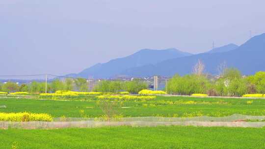 杭州富春江江畔麦田春天风景