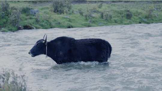耗牛牦牛戏水，过水，骑马 淌水