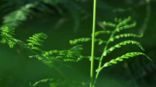 阳光照射下的森林绿色蕨类植物叶子特写