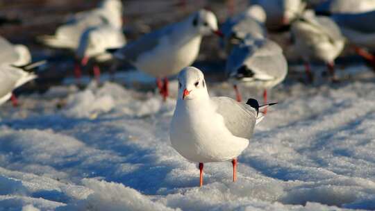 雪地上的海鸥