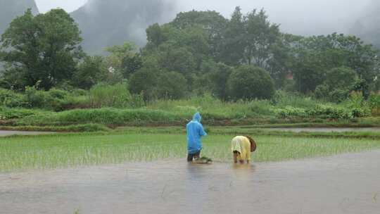 雨中农民在水田里插秧的场景