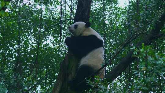 树枝上的大熊猫爬树休息视频合集