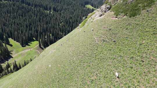 新疆山区山羊在山上奔跑