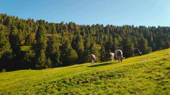 日落时，奶牛在阿尔卑斯山的山上吃草。