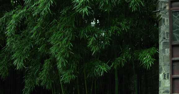 （慢镜）下雨天千年古镇乌镇翠绿的竹子