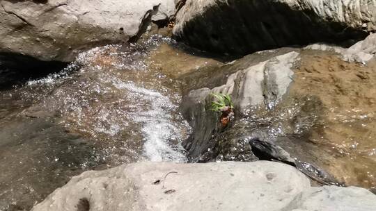 山涧清泉任性流 远无积虑近无忧