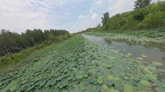 穿越机航拍高邮清水潭荷花林木河流河道鸟类