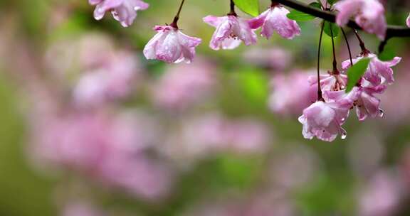 （慢镜）挂着雨滴的海棠花风中摇曳唯美治愈