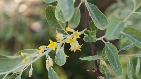 沙枣花枝合集