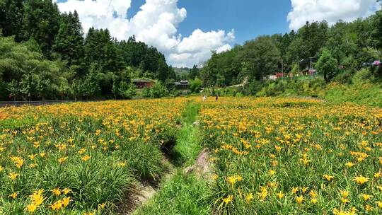 大片黄花菜田地航拍采摘美丽乡村振兴萱草花