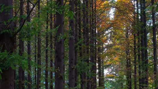航拍山东荣成成山大道水杉林秋天风景