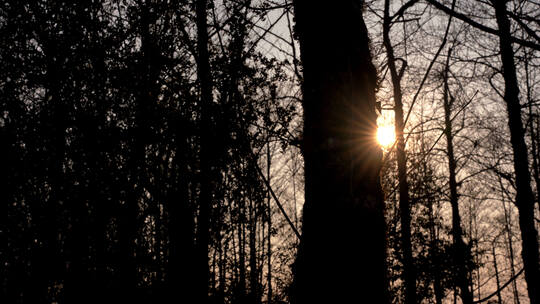 4K日落光芒逆光拍摄树林