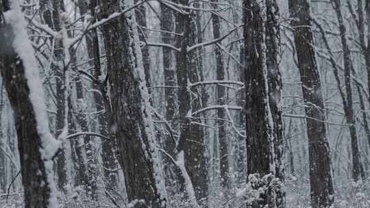 大雪纷飞 树干上的积雪