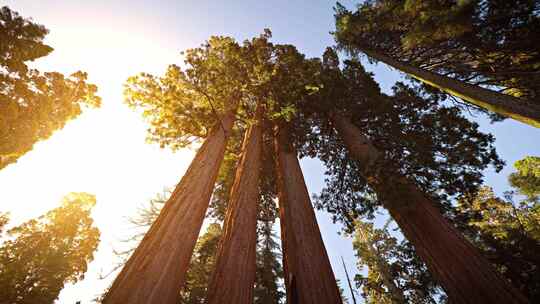 国家公园内的参天大红杉树视频素材模板下载