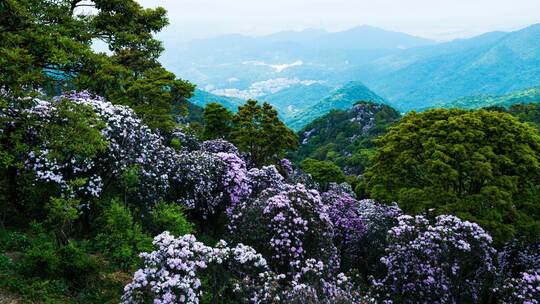 深圳梧桐山高山毛棉杜鹃花