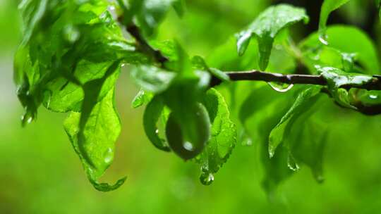 春天下雨天树叶雨滴水滴水珠的治愈氛围