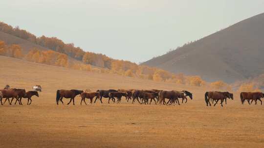 内蒙古乌兰布统景区坝上草原的马群
