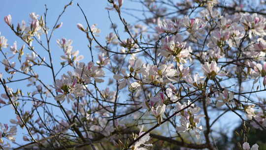 玉兰花花期鲜花