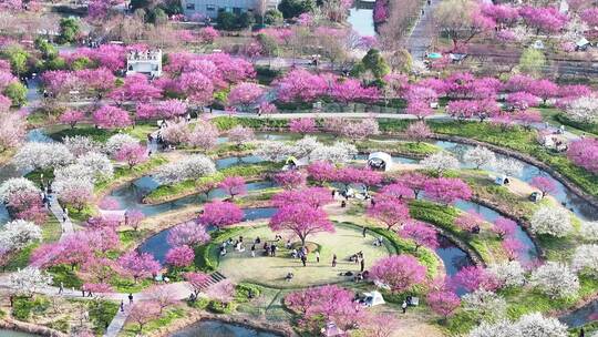 上海春天 梅花 花开海上