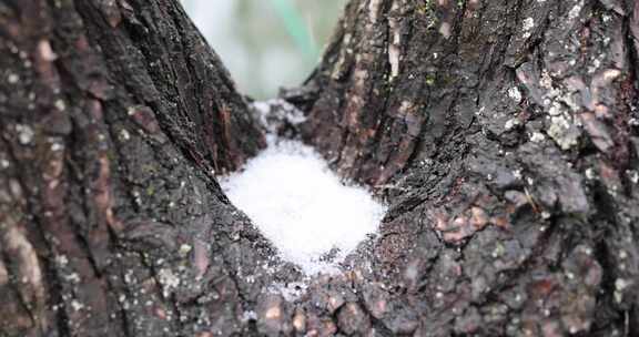 下雪天雪花掉落在树干上