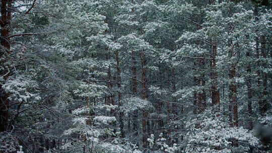 高松树干上的降雪