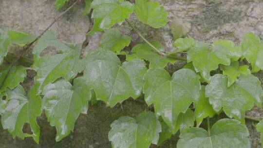 雨后爬山虎LOG视频素材