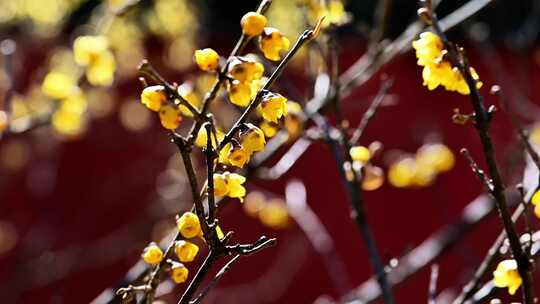 春天中式建筑前盛开的腊梅花