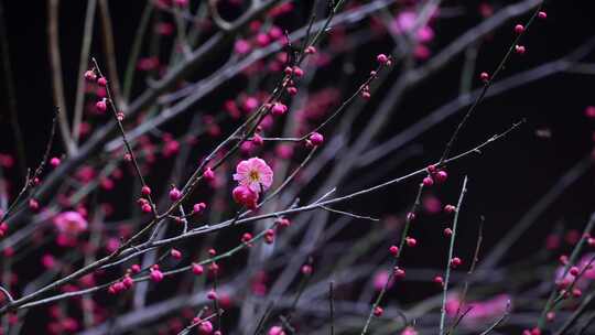 盛开的梅花